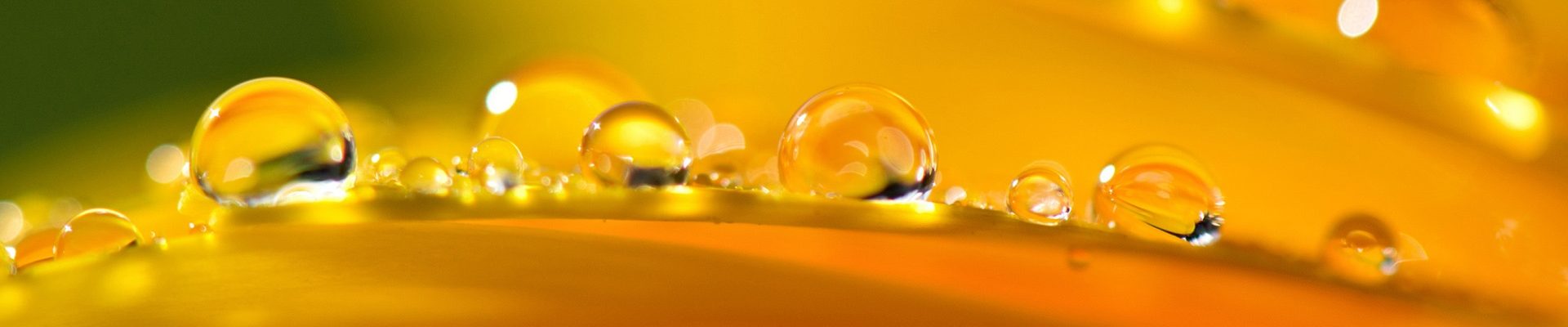 orange-flower-petals-water-drops_1920x1080 orange-flower-petals-water-drops_1920x1080